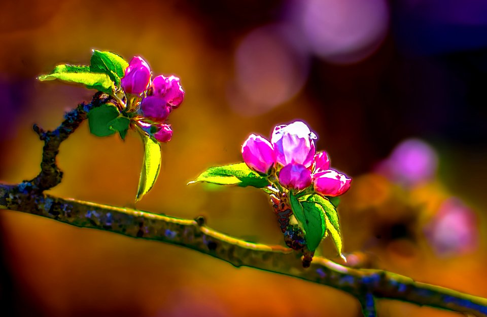 Fleurs de pommierB (27725456878)