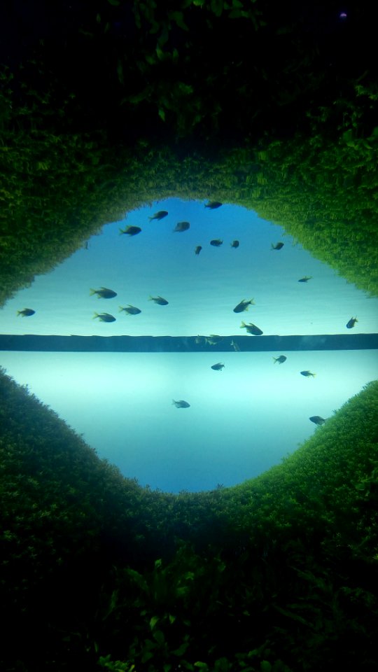 Florestas Submersas by Takashi Amano (31995077867)