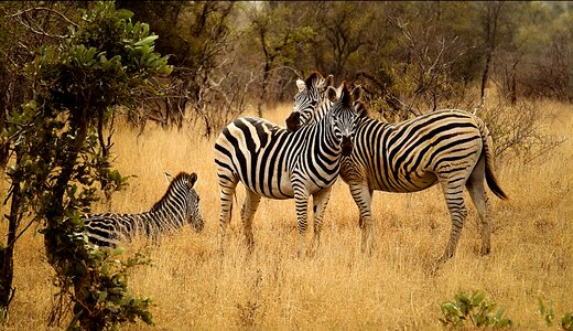 Bushveld landscape bush photo