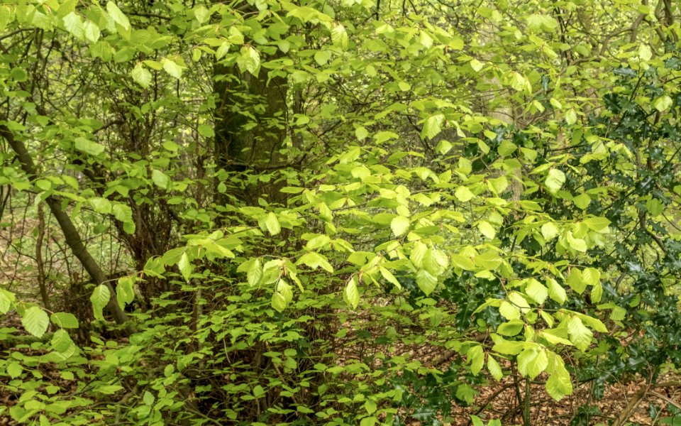 Foliage, Pant-du woodland, N Wales, UK, 2021. (51202930165)
