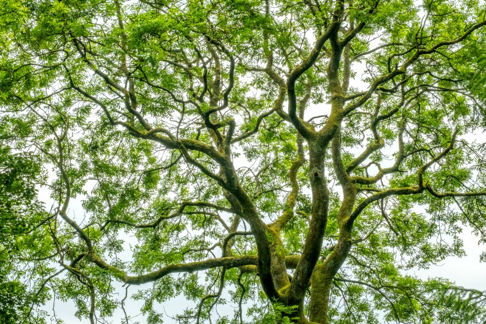 Foliage, Pant-du woodland, N Wales, UK, 2021. (51278241481)