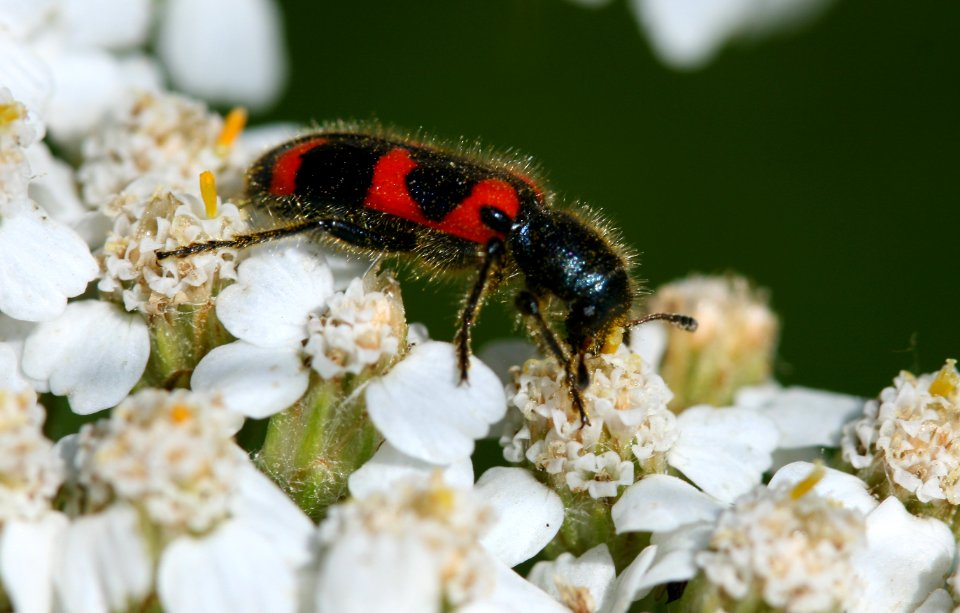 Flower beetle (3710047252)