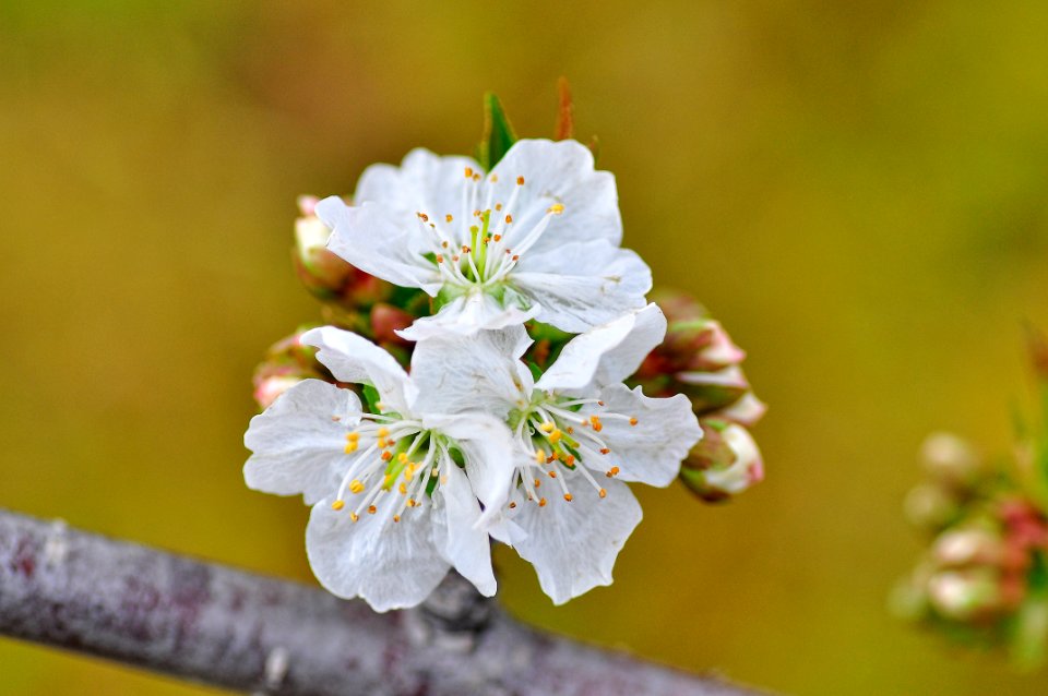 Flor del Cerezo (39801134170)