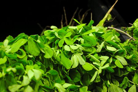 Green indian leaf