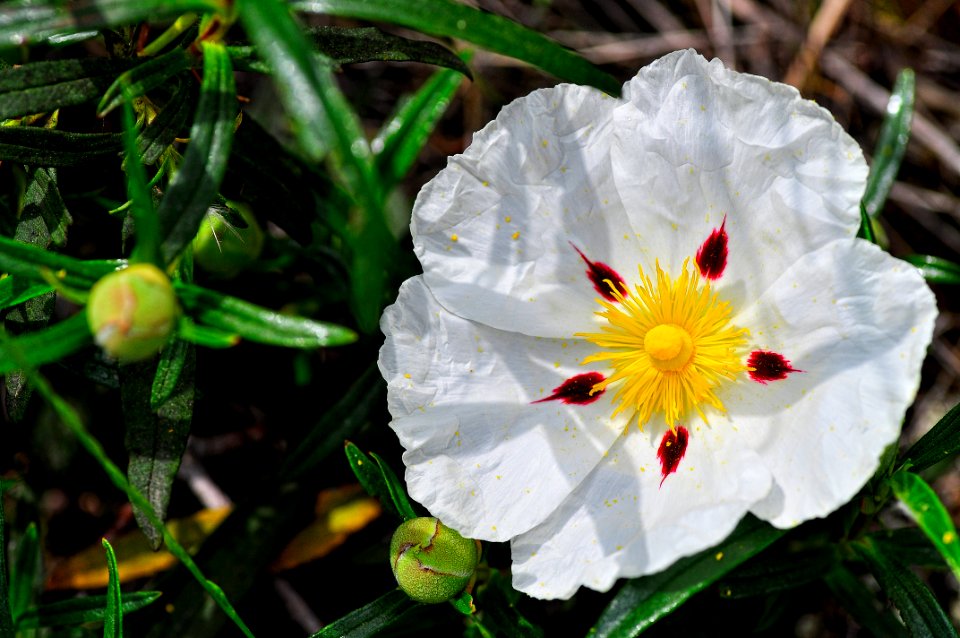 Flor de Jara (41825153082)
