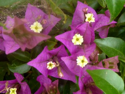 Flores (8026688608)