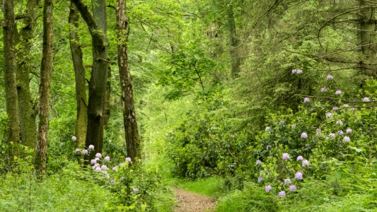 Forest path, Pant-du woodland, N Wales, UK, 2021. (51247775627)