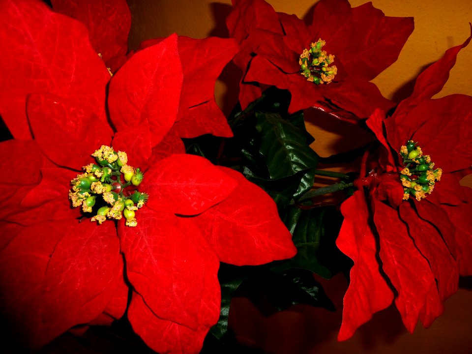 Flores de Pascua (7166985529)