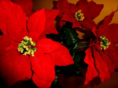 Flores de Pascua (7166985529)
