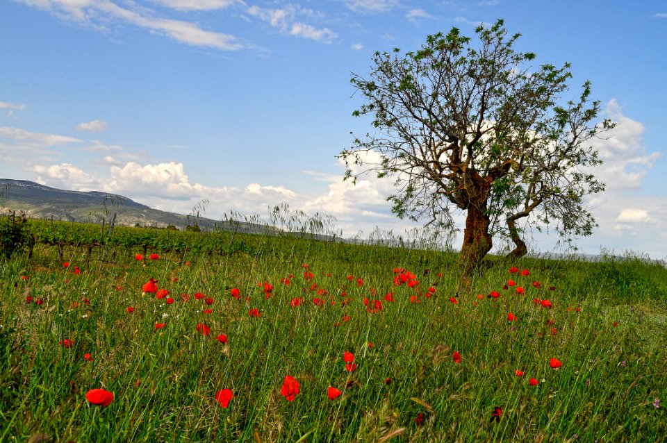Flowery Field (40381546200)