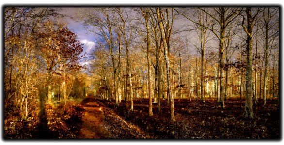 Foret de Chambord l'hiver (46736568621)