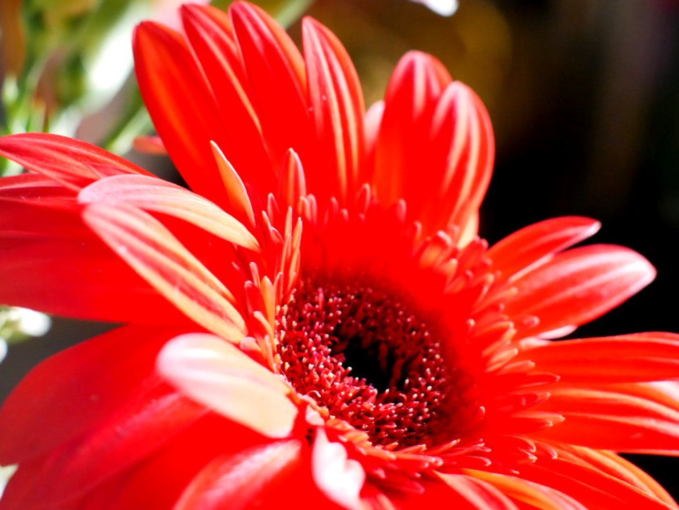 Flower - Flickr - GeorgeTan ^2...thanks for millionth support