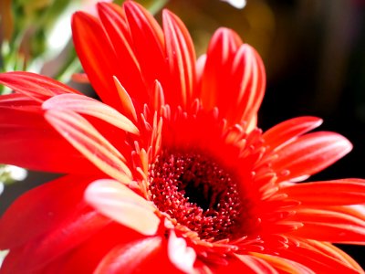 Flower - Flickr - GeorgeTan ^2...thanks for millionth support