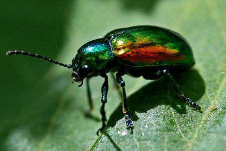 Flower Beetle (3902897297)