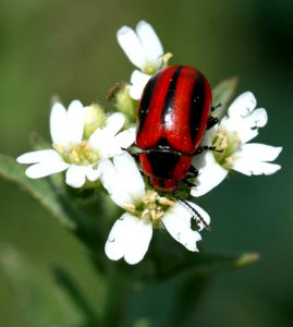 Flower beetle (3609620638)