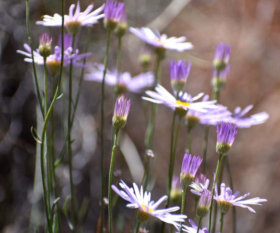 Flowering Desert (35509071342)