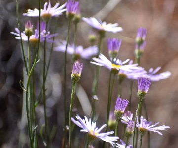Flowering Desert (35509071342)