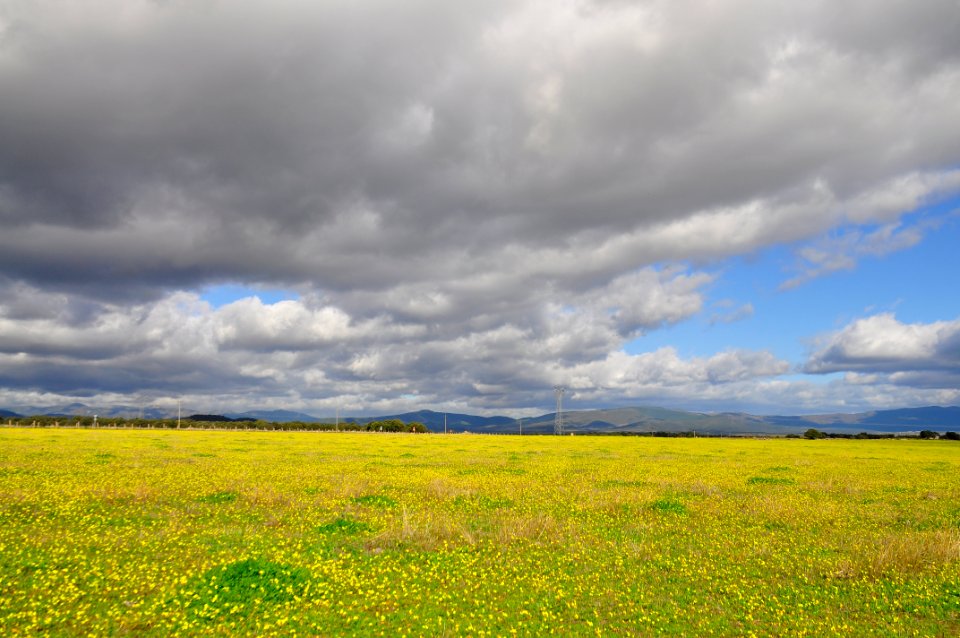 Flowery Fall (49379622678) photo