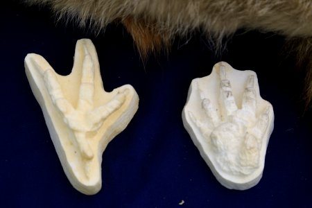 Fossil replicas (34395056701)