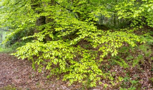 Foliage, Pant-du woodland, N Wales, UK, 2-21. (51209889497)