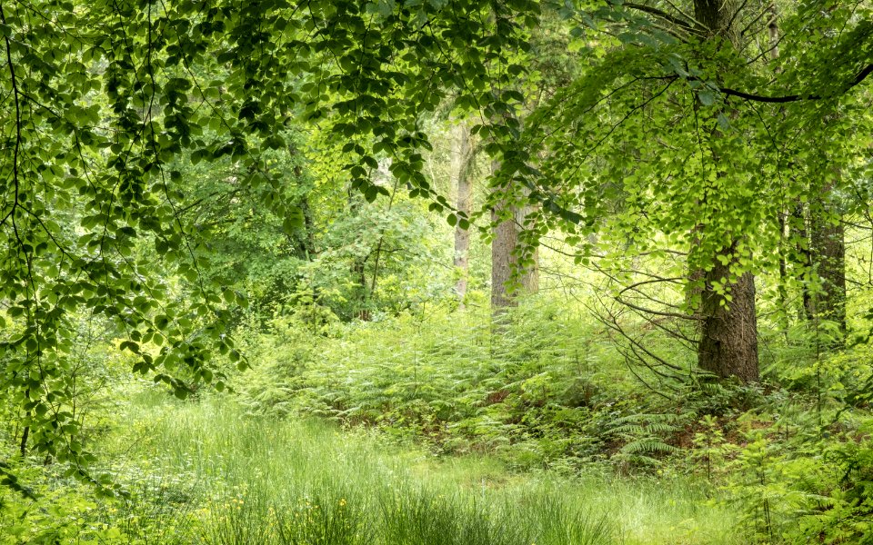 Foliage, Pant-du woodland, N Wales, UK, 2021. (51274364328)