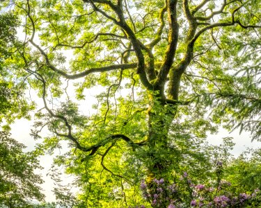 Foliage, Pant-du woodland, N Wales, UK, 2021. (51274617375) photo