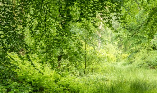 Foliage, Pant-du woodland, N Wales, UK, 2021. (51272026623)