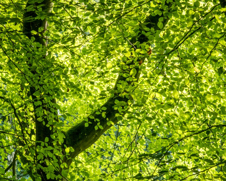 Foliage, Pant-du woodland, N Wales, UK, 2021. (51380141061)