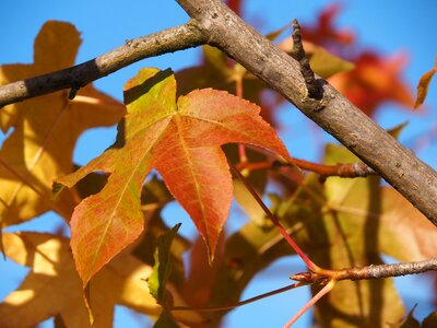 Golden autumn nature colorful