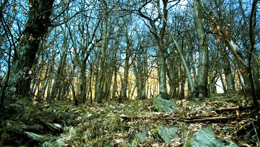Forest scene (49646375947)