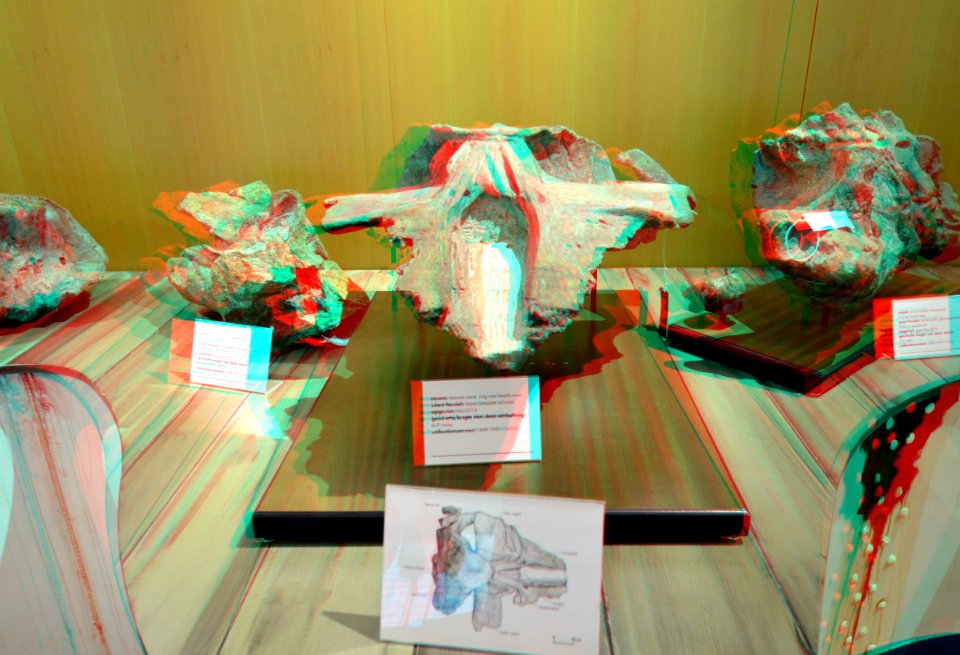 Fossiles Westerschelde NHM Rotterdam 3D (46094871632)