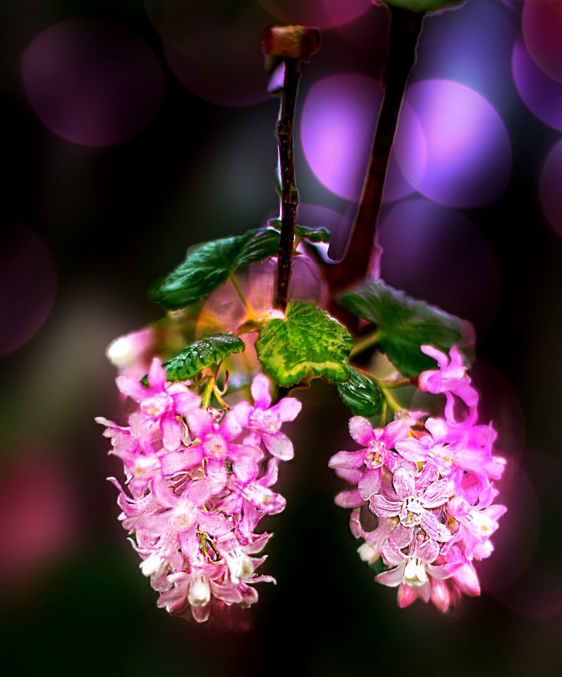 Framboisier à fleurs (40531728945)