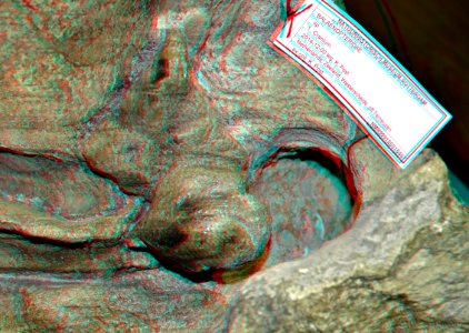 Fossil Westerschelde NHM Rotterdam 3D (45391947695)
