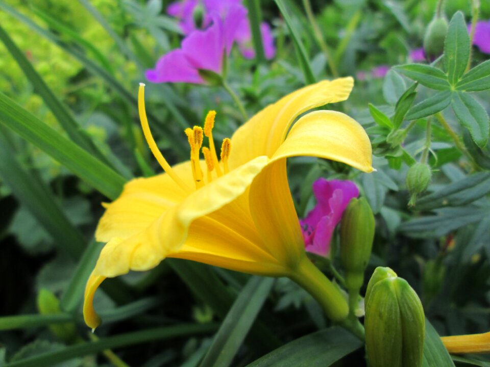 Garden summer flowers