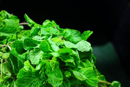 Vegetables ingredient plant photo