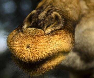 Macro bristles nostrils