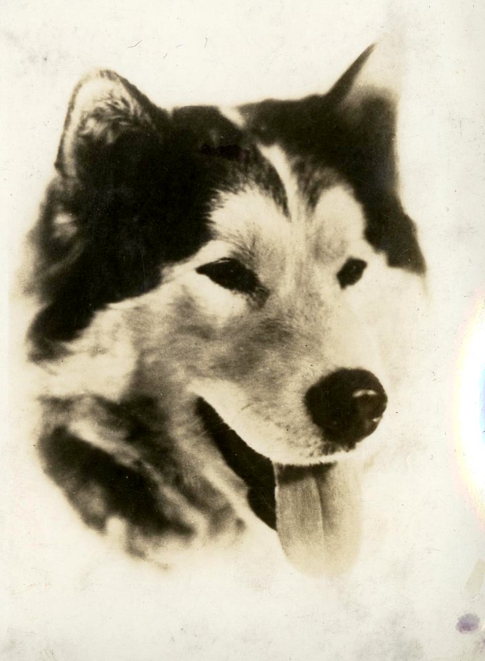 Fugate husky portrait035 (24850375963)