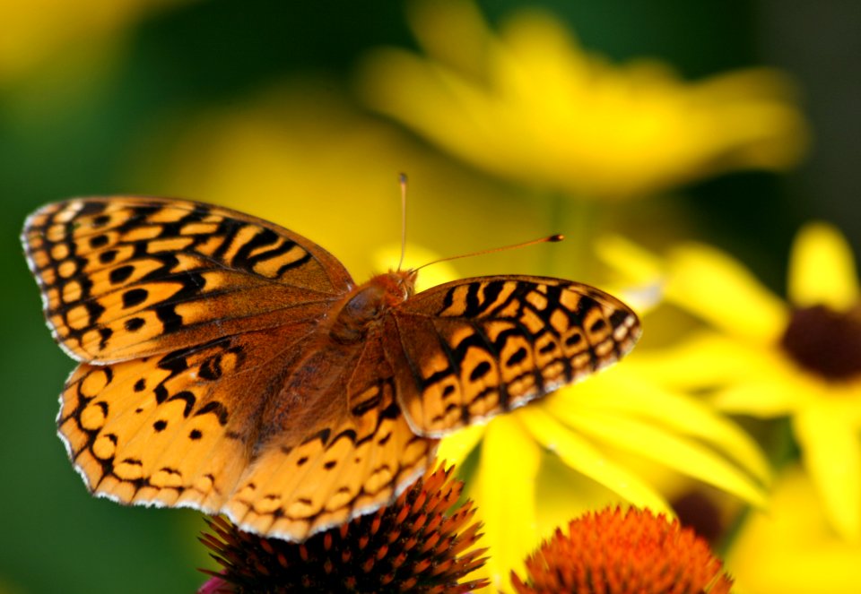 Fritillary having lunch (3138384915)