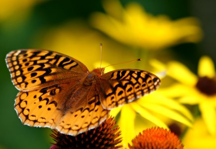 Fritillary having lunch (3138384915)