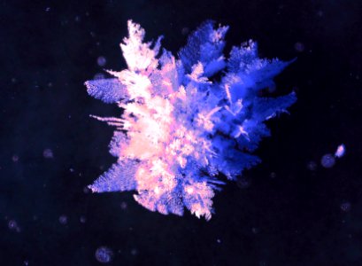 Frost Crystal Formation (32064770620)