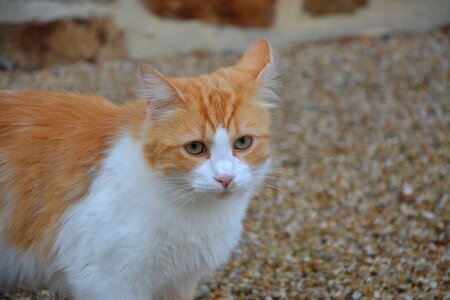 Cat eyes moustache european cat