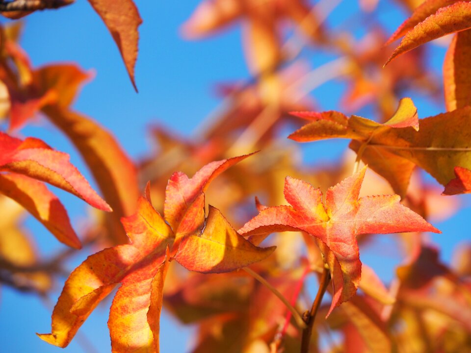 Fall foliage golden autumn nature photo