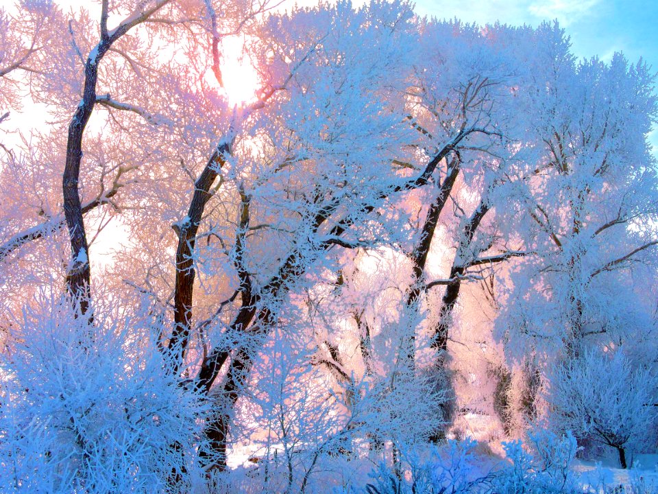 Frost on Cottonwood Trees (46952392721)
