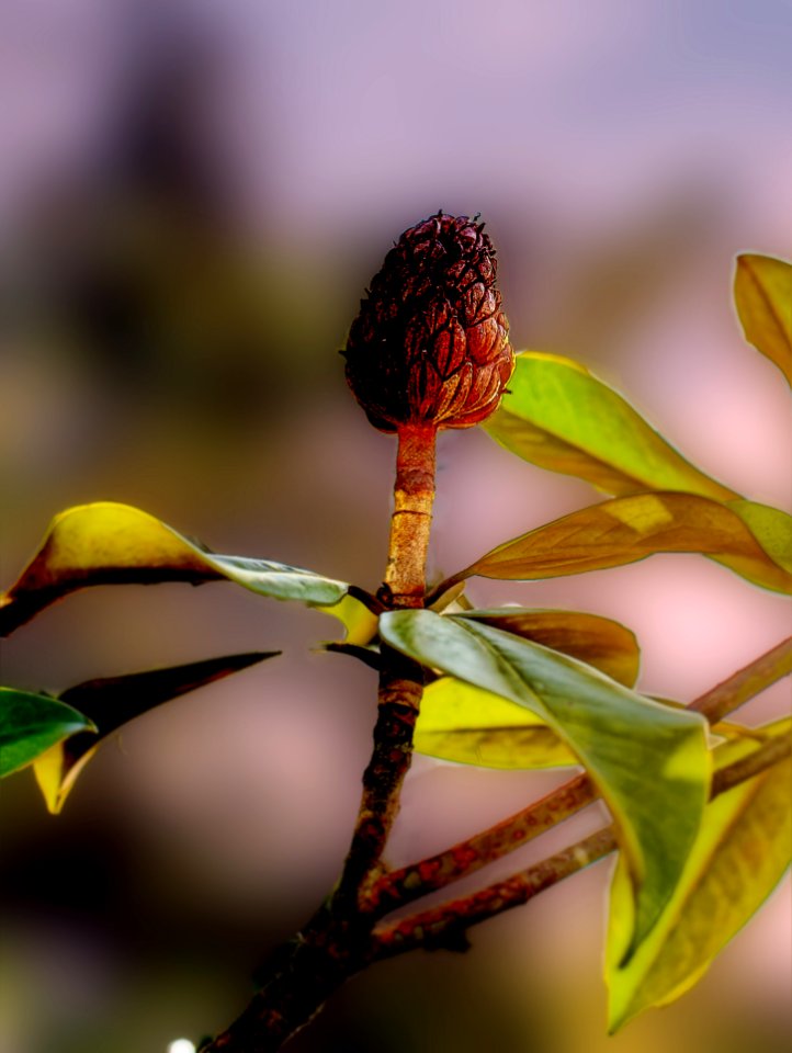 Fruit du magnolia grandiflora-Modifie (27725148678)