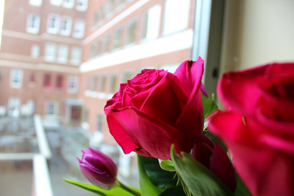 Roses flowers pink