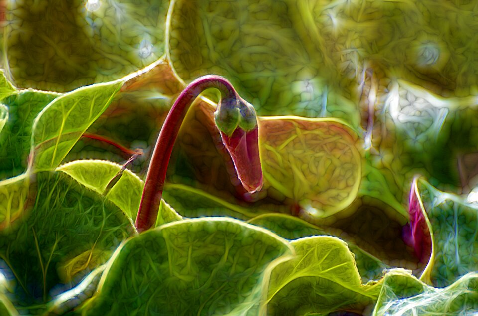 Flora color closeup