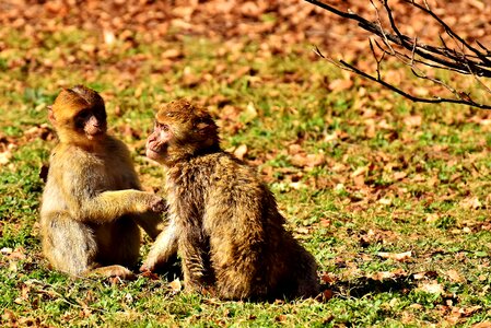 Endangered species monkey mountain salem animal