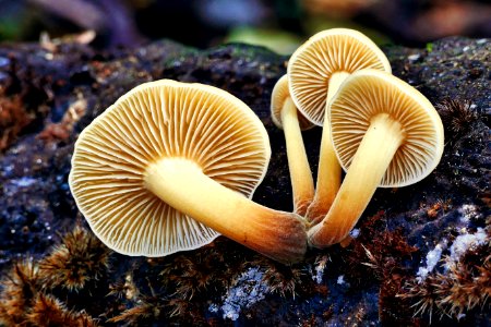 Fungi - Orillia - Ontario - Canada - (51479978518) photo