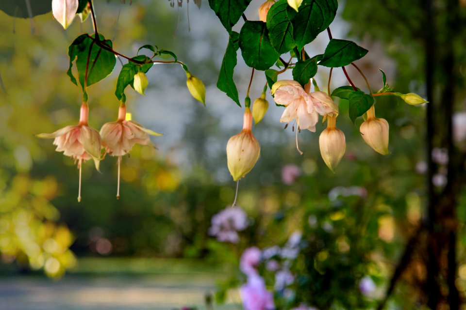 Fuschia under an arbour (49993491028)