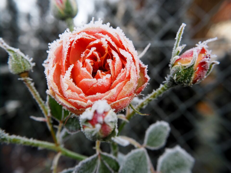 Nature frozen cold